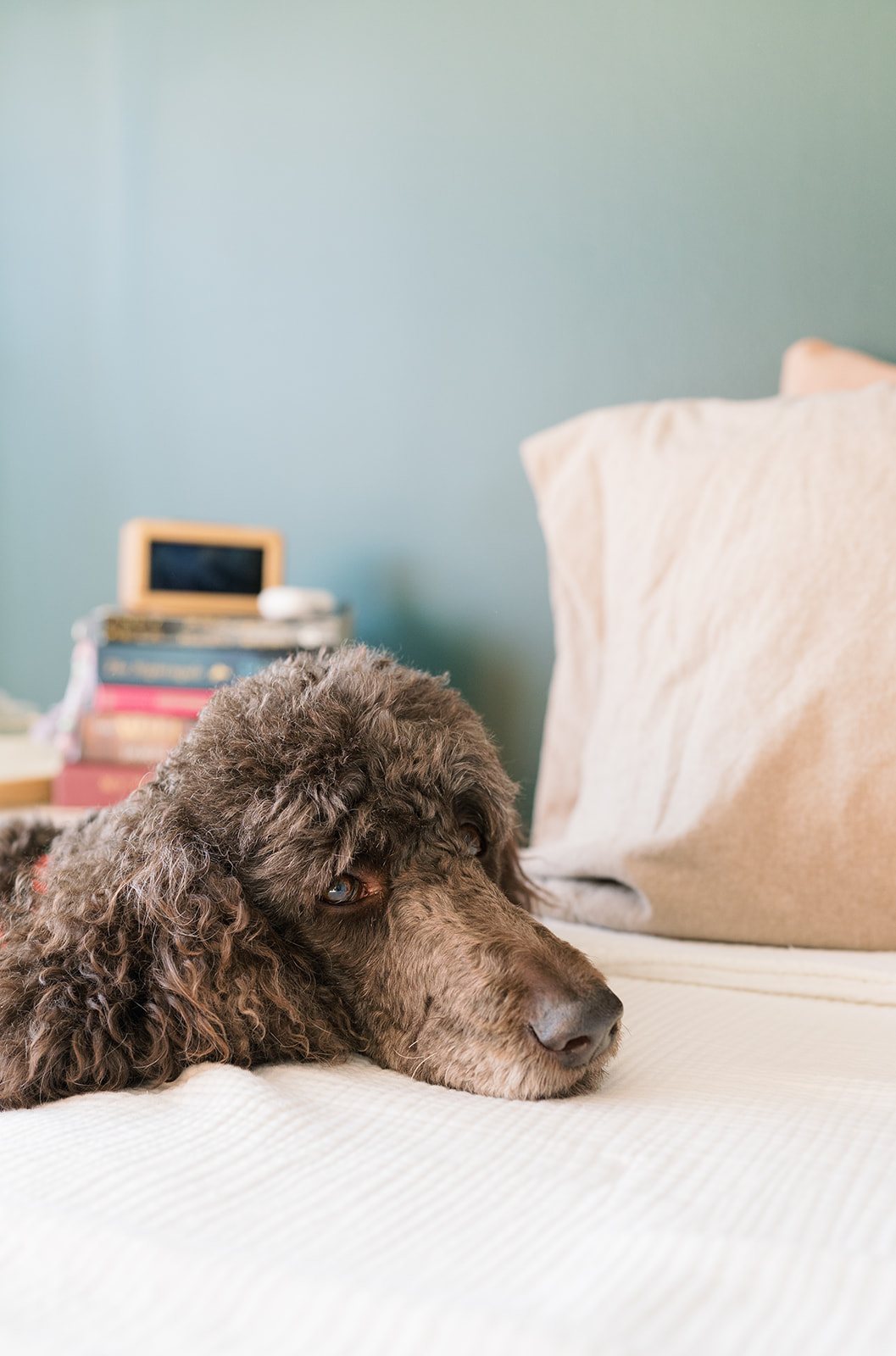 Clint and Ania wedding: dog on bed getting ready.