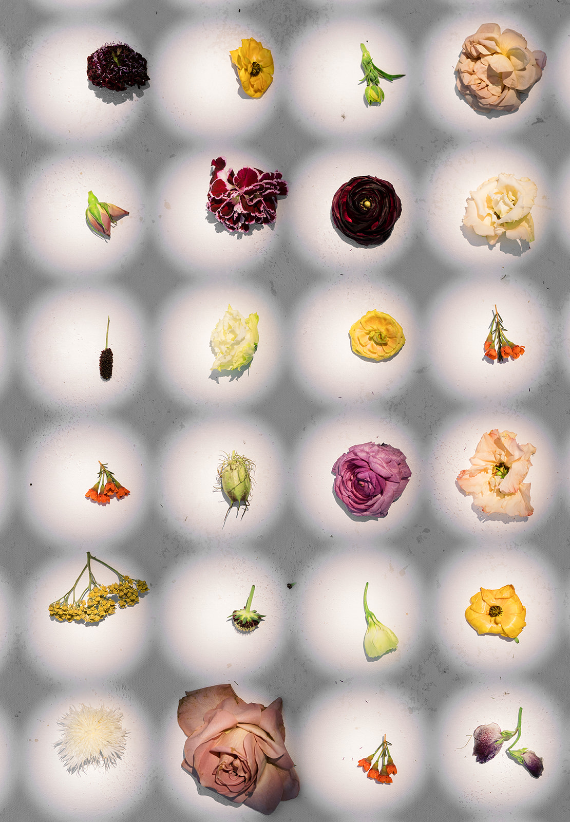 Individual flower varieties arranged as a botanical study