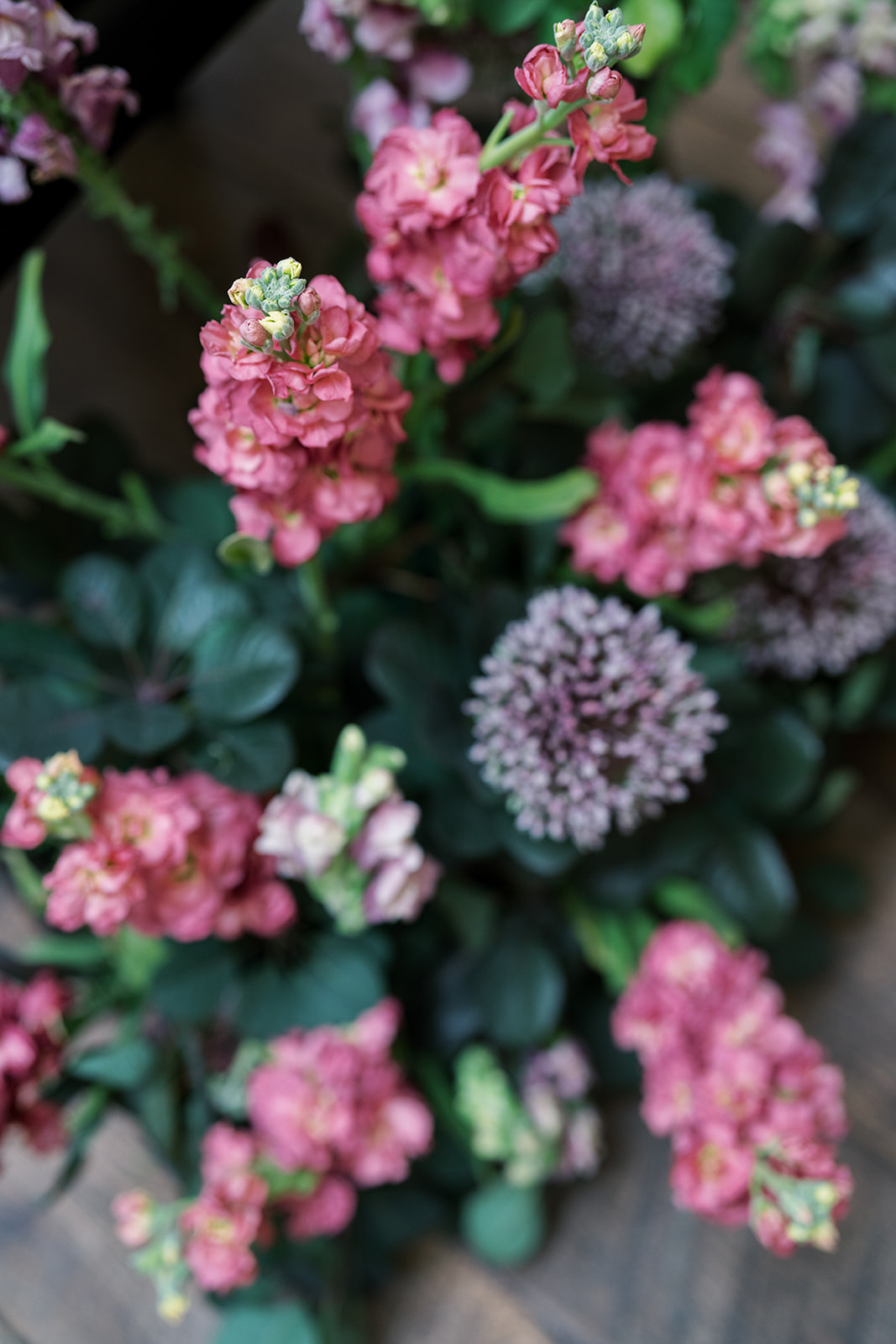 Pink flowering stems and dark foliage